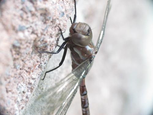 Aeshna constricta